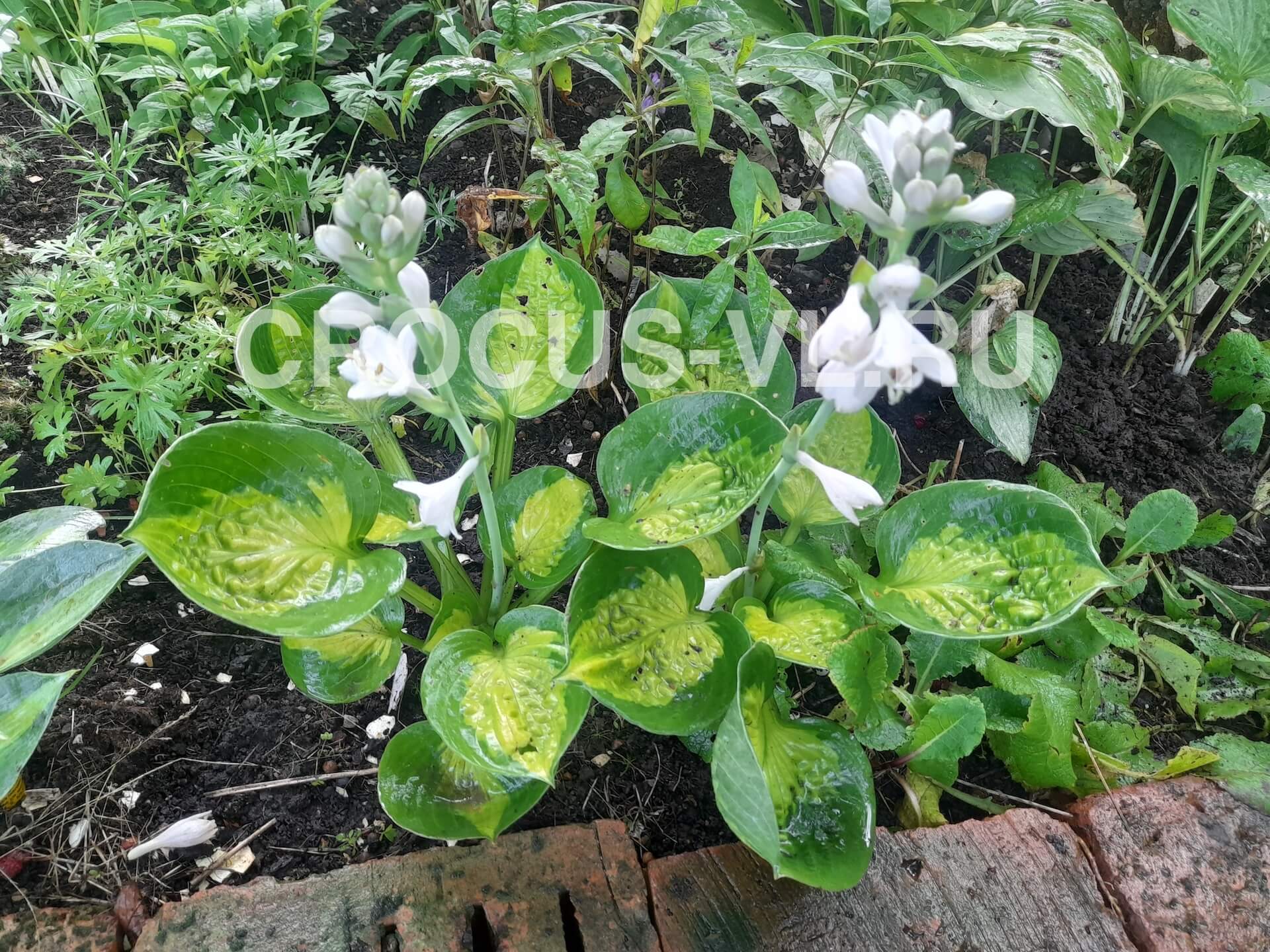 Хоста гибридная «Sunset Grooves»